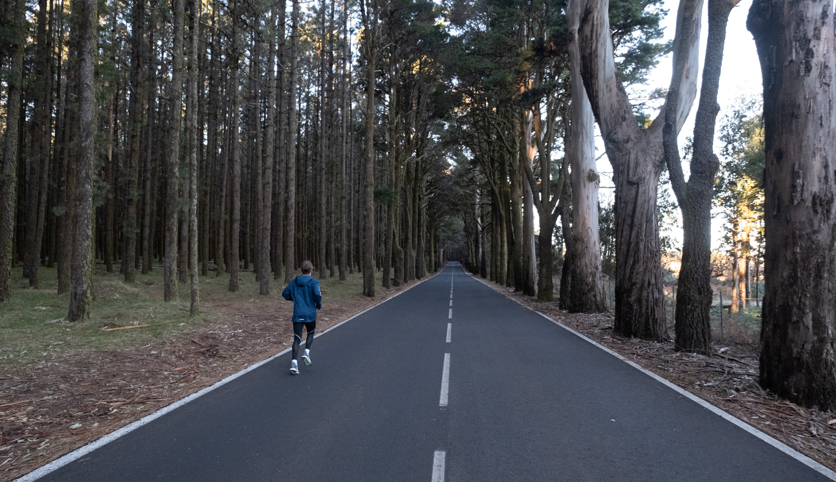 hardloper rent over verharde weg tussen bomen