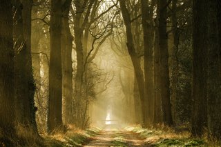 Ook Friesland heeft koninklijk groen. Verken het prachtige Oranjewoud!