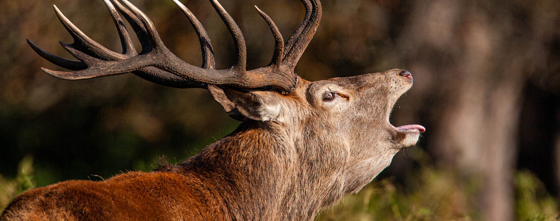 Bronsttijd: hier hoor je in de herfst herten burlen
